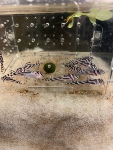 インペリアルゼブラプレコ稚魚