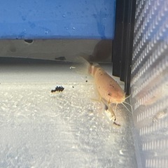 熱帯魚•ブラックゴースト•デンキナマズ