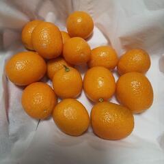 金柑 きんかん  【少量なので何かのおまけに】