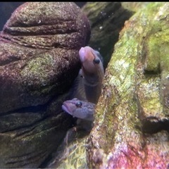 【本日で掲載やめます】ヨシノボリ2匹の画像