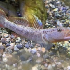 【本日で掲載やめます】ヨシノボリ2匹の画像