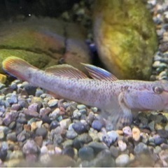 【本日で掲載やめます】ヨシノボリ2匹