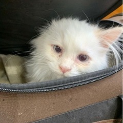 保護猫