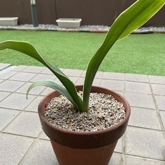 【値下】開運　縁起のいい植物　オモト(万年青)