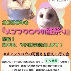 可愛いチラシ置いてもらえる場所探してます！