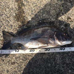 磯釣り一緒に行く方募集