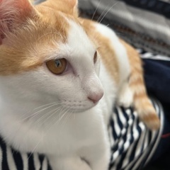 雄猫の去勢手術