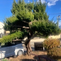 剪定出来る歓迎！