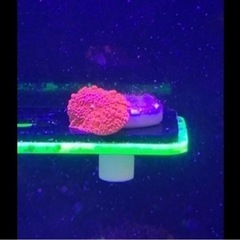 お譲り先決定　サンゴ♡3種の画像