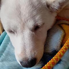 🐕ドッグフード🐕