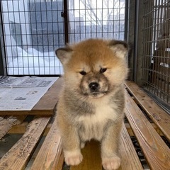 秋田犬の子犬産まれてます。秋田犬専門犬舎浜大将
