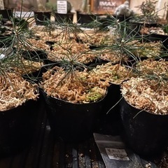 黒松　赤松　13鉢の画像