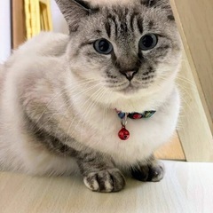 シャムミックスのみかんちゃん