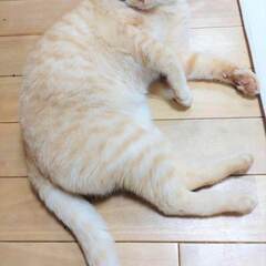 in瀬戸市☆保護猫たちの譲渡会2023年2月18日（土）～ 非営...