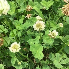 造園の片付けのお仕事です。