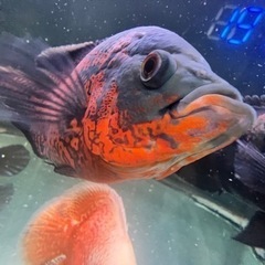 ダトニオ｜助け合い｜ジモティー