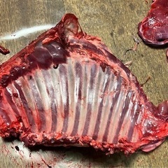 鹿やイノシシの骨、皮の画像