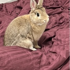 うさぎさん