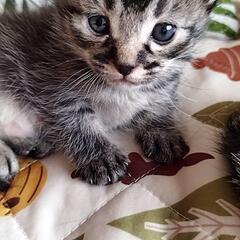 生後1ヶ月オス猫です。