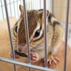 2021生/シマリス/里親募集