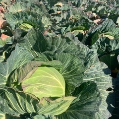白石町産　キャベツ