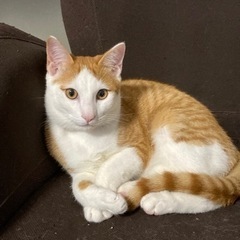 八割れ茶トラ白子猫