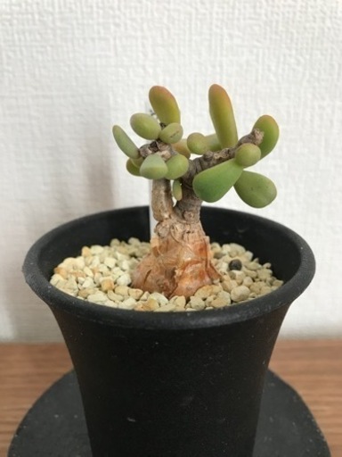 ケラリア・ピグマエア（現地株、発根済）２