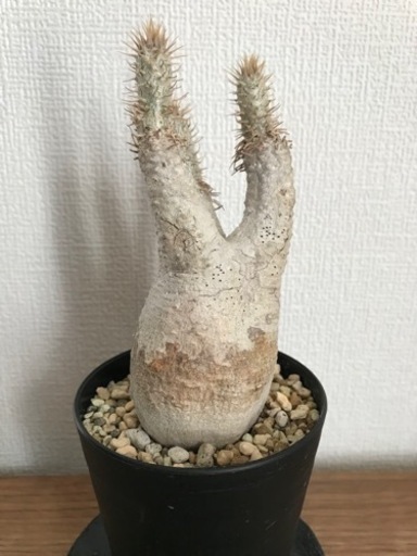 【期間限定割引中】パキポディウム・グラキリス（現地球、発根済）