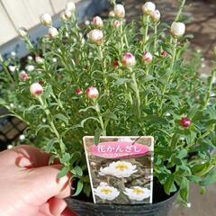 はなかんざし　花かんざし　ヘリクリサム　長〜く咲く　ポット苗　と...