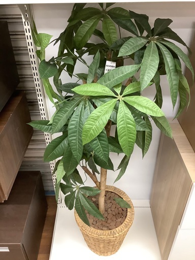 観葉植物