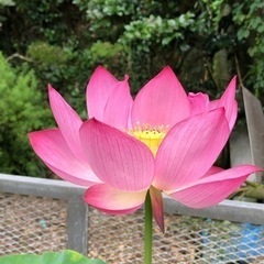 蓮 苗 ピンク 