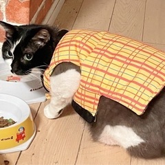 ちょこザップ仲間募集