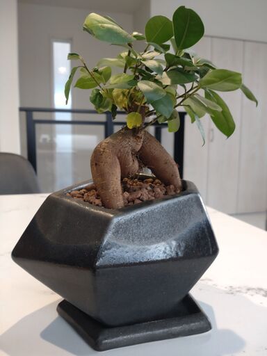 ガジュマル(幹太） 陶器鉢付き 盆栽仕立て 観葉植物 室内