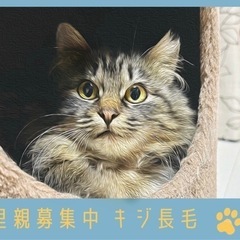 ふわふわの長毛キジトラちゃん　生後5ヶ月女子