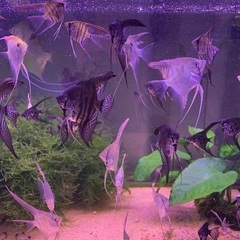 エンゼルフィッシュ幼魚〜成魚