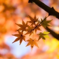 写真サークルのメンバー募集です📷