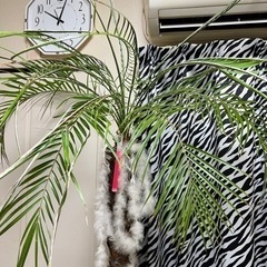 フェニックス　　　ヤシ