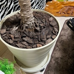 フェニックス　　　ヤシの画像