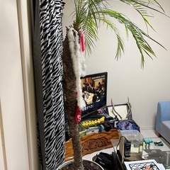 フェニックス　　　ヤシの画像