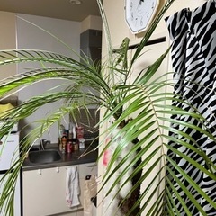 フェニックス　　　ヤシの画像