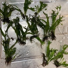 水草