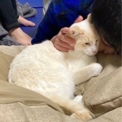 人大好きミルクティー色太陽♂ - 三浦市