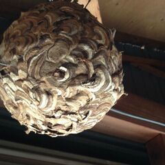 蜂の巣駆除、撤去等