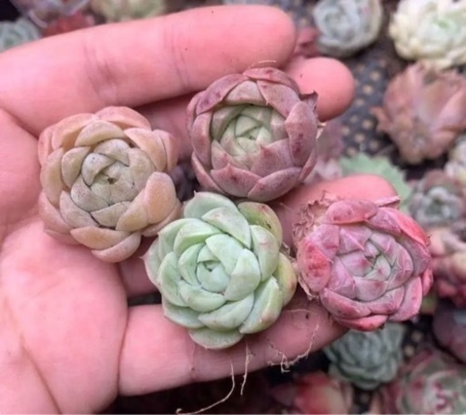 韓国苗 多肉植物美苗 交配種 100苗セット