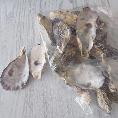 カキ、かき、牡蠣の殼、ミッキーマウスカレンダー