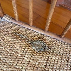 取りに来てくれる方限定！レトロでお洒落な籐の家具2点セットの画像