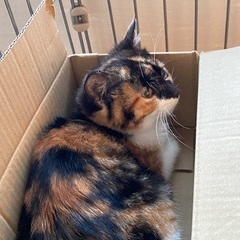 2022／11月生まれの三毛猫です。