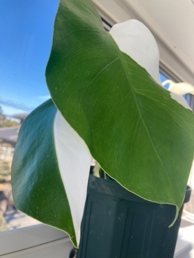 斑入りモンステラ　葉っぱ4枚　ハーフムーン　観葉植物