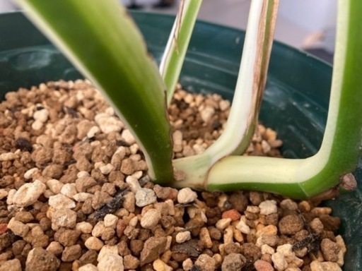 斑入りモンステラ　葉っぱ4枚　ハーフムーン　観葉植物