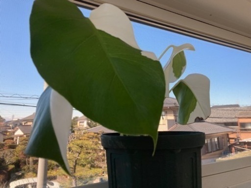 斑入りモンステラ　葉っぱ4枚　ハーフムーン　観葉植物